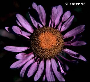 Flower head of Foreign Erigeron, Peregrine Fleabane, Subalpine Daisy, Subalpine Fleabane: Erigeron glacialis var. glacialis (Synonyms: Erigeron callianthemus, Erigeron peregrinus, Erigeorn peregrinus ssp. callianthemus, Erigeron peregrinus ssp. callianthemus var. callianthemus, Erigeron peregrinus var. angustifolius, Erigeron peregrinus var. callianthemus, Erigeron peregrinus var. eucallianthemus, Erigeron peregrinus var. scaposus, Erigeron ursinus)