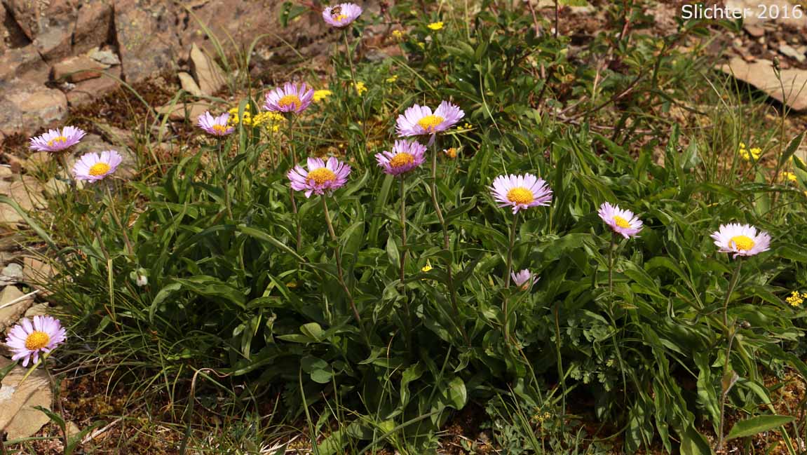 Foreign Erigeron, Peregrine Fleabane, Subalpine Daisy, Subalpine Fleabane: Erigeron glacialis var. glacialis (Synonyms: Erigeron callianthemus, Erigeron peregrinus, Erigeorn peregrinus ssp. callianthemus, Erigeron peregrinus ssp. callianthemus var. callianthemus, Erigeron peregrinus var. angustifolius, Erigeron peregrinus var. callianthemus, Erigeron peregrinus var. eucallianthemus, Erigeron peregrinus var. scaposus, Erigeron ursinus)