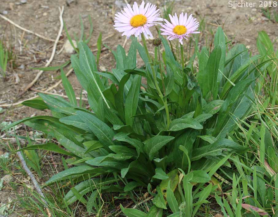 Foreign Erigeron, Peregrine Fleabane, Subalpine Daisy, Subalpine Fleabane: Erigeron glacialis var. glacialis (Synonyms: Erigeron callianthemus, Erigeron peregrinus, Erigeorn peregrinus ssp. callianthemus, Erigeron peregrinus ssp. callianthemus var. callianthemus, Erigeron peregrinus var. angustifolius, Erigeron peregrinus var. callianthemus, Erigeron peregrinus var. eucallianthemus, Erigeron peregrinus var. scaposus, Erigeron ursinus)