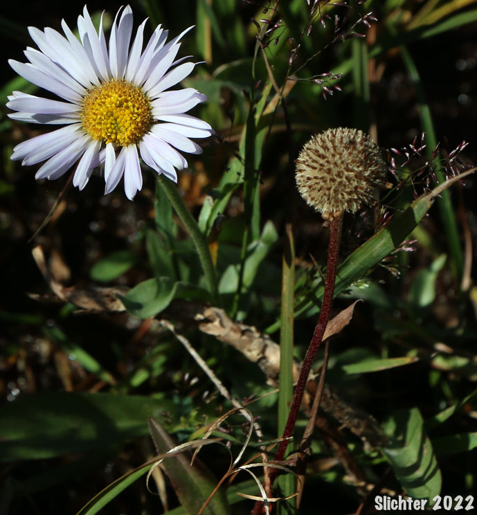Foreign Erigeron, Peregrine Fleabane, Subalpine Daisy, Subalpine Fleabane: Erigeron glacialis var. glacialis (Synonyms: Erigeron callianthemus, Erigeron peregrinus, Erigeorn peregrinus ssp. callianthemus, Erigeron peregrinus ssp. callianthemus var. callianthemus, Erigeron peregrinus var. angustifolius, Erigeron peregrinus var. callianthemus, Erigeron peregrinus var. eucallianthemus, Erigeron peregrinus var. scaposus, Erigeron ursinus)