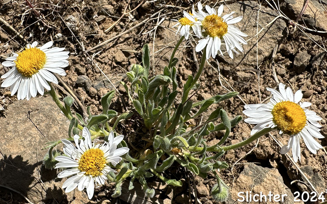 Cushion Fleabane, Hairy-seeded Daisy, Kittitas Fleabane, Purple Cushion Fleabane: Erigeron poliospermus var. poliospermus