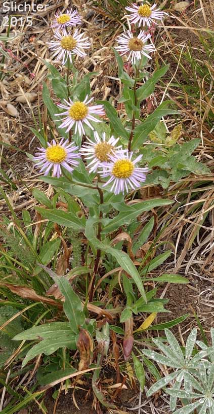 Aspen Fleabane, Showy Daisy, Showy Fleabane, Splendid Fleabane, Threenerve Fleabane: Erigeron speciosus (Synonyms: Erigeron conspicuus, Erigeron macranthus, Erigeron speciosus var. conspicuus, Erigeron speciosus var. macranthus, Erigeron speciosus var. speciosus, Erigeron speciosus var. typicus, Erigeron subtrinervis, Erigeron subtrinervis ssp. conspicuus, Erigeron subtrinervis var. conspicuus, Stenactis speciosa)
