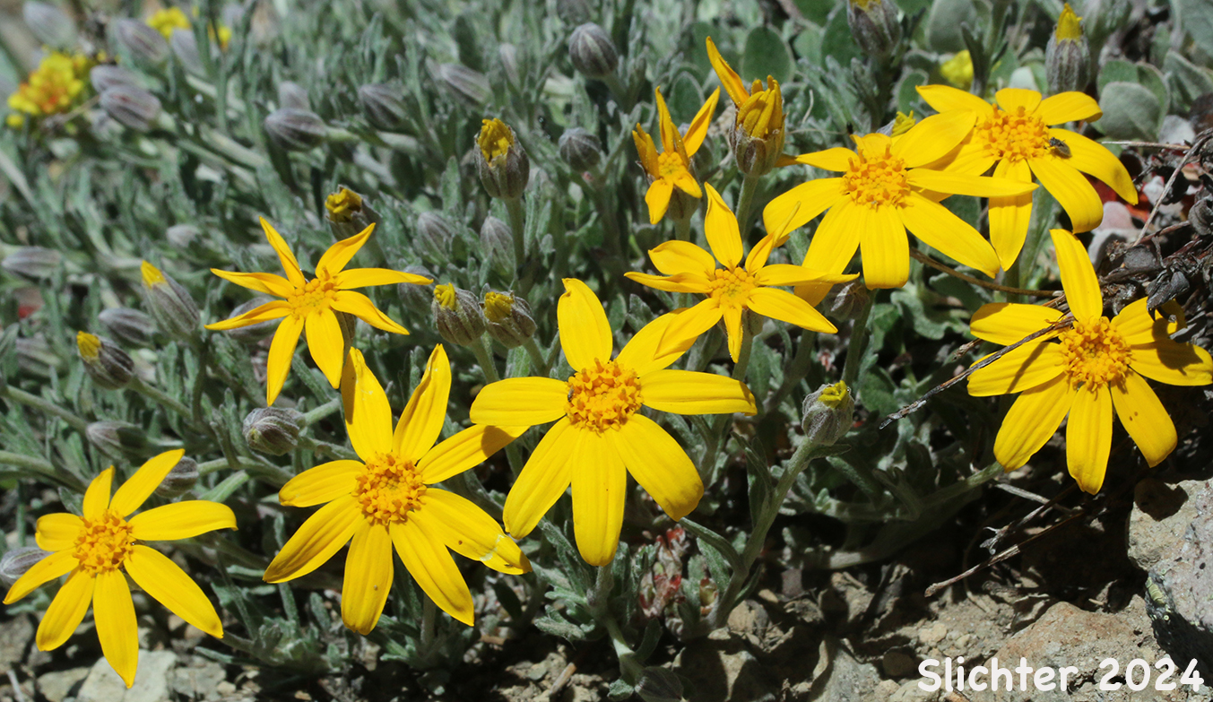 Common Eriophyllum, Common Woolly Sunflower, Oregon Sunshine, Woolly Sunflower: Eriophyllum lanatum var. integrifolium (Synonyms: Eriophyllum integrifolium, Eriophyllum lanatum var. monoense)