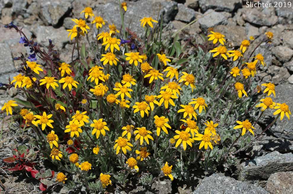 Common Eriophyllum, Common Woolly Sunflower, Oregon Sunshine, Woolly Sunflower: Eriophyllum lanatum var. integrifolium (Synonyms: Eriophyllum integrifolium, Eriophyllum lanatum var. monoense)