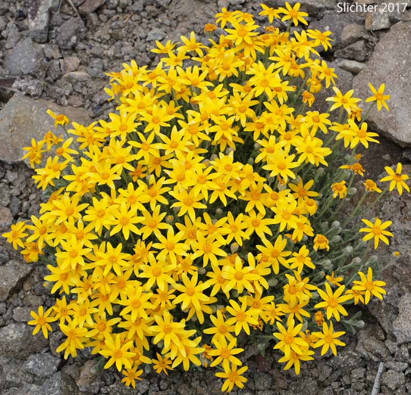 Common Eriophyllum, Common Woolly Sunflower, Oregon Sunshine, Woolly Sunflower: Eriophyllum lanatum var. integrifolium (Synonyms: Eriophyllum integrifolium, Eriophyllum lanatum var. monoense)