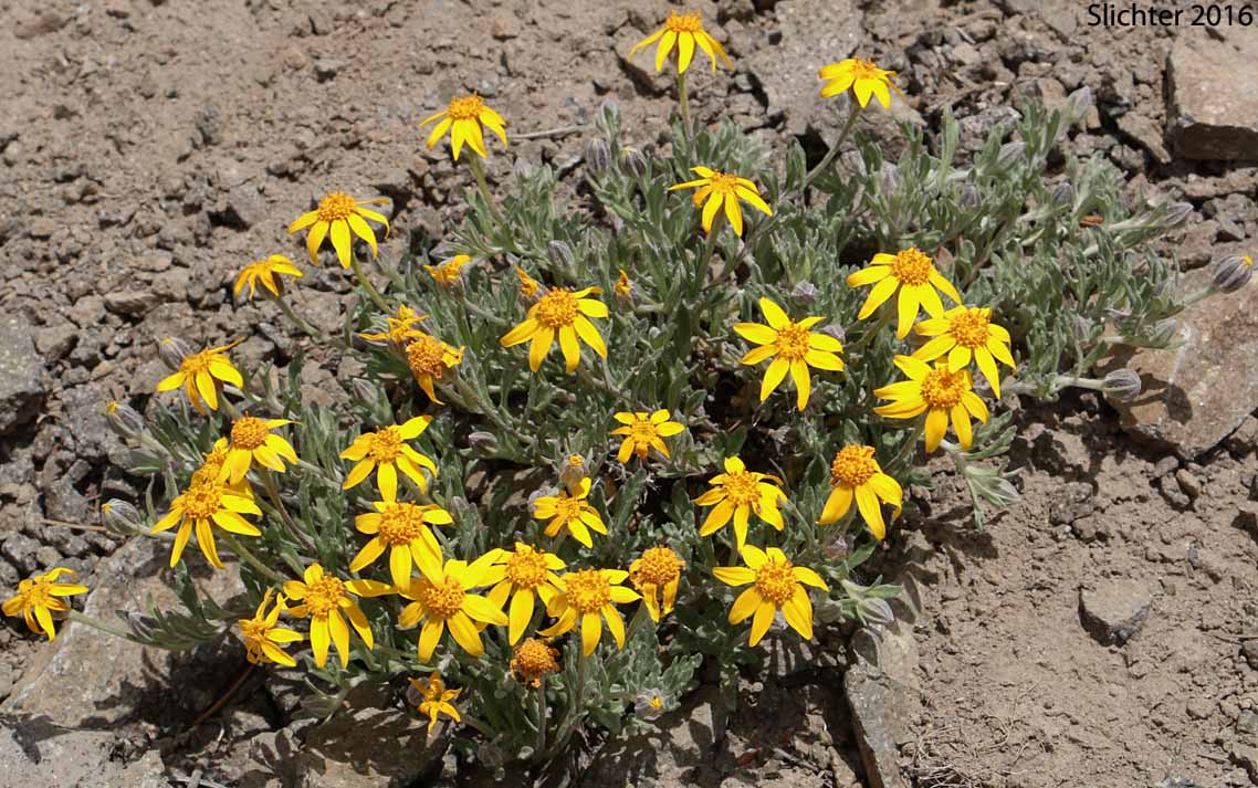 Common Eriophyllum, Common Woolly Sunflower, Oregon Sunshine, Woolly Sunflower: Eriophyllum lanatum var. integrifolium (Synonyms: Eriophyllum integrifolium, Eriophyllum lanatum var. monoense)