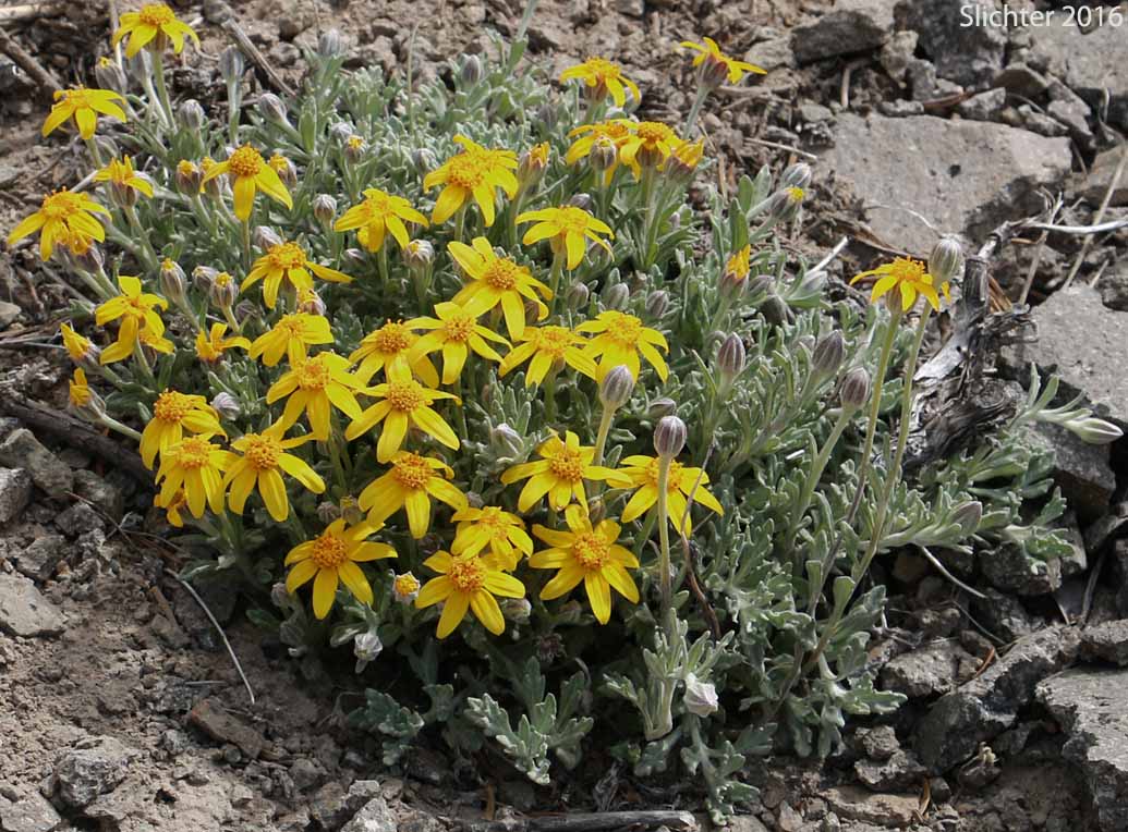 Common Eriophyllum, Common Woolly Sunflower, Oregon Sunshine, Woolly Sunflower: Eriophyllum lanatum var. integrifolium (Synonyms: Eriophyllum integrifolium, Eriophyllum lanatum var. monoense)
