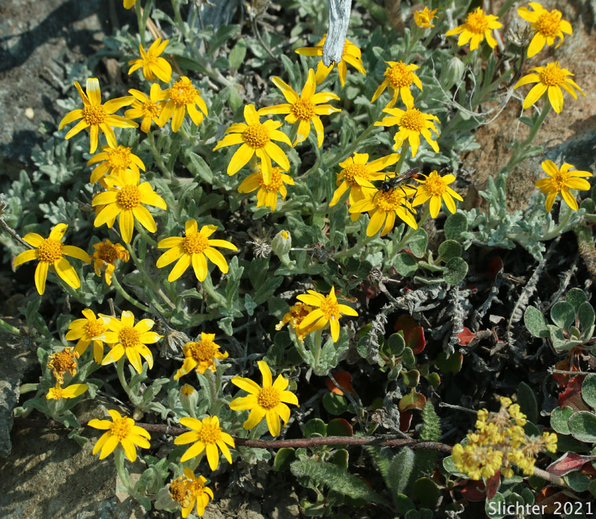 Common Eriophyllum, Common Woolly Sunflower, Oregon Sunshine, Woolly Sunflower: Eriophyllum lanatum var. integrifolium (Synonyms: Eriophyllum integrifolium, Eriophyllum lanatum var. monoense)