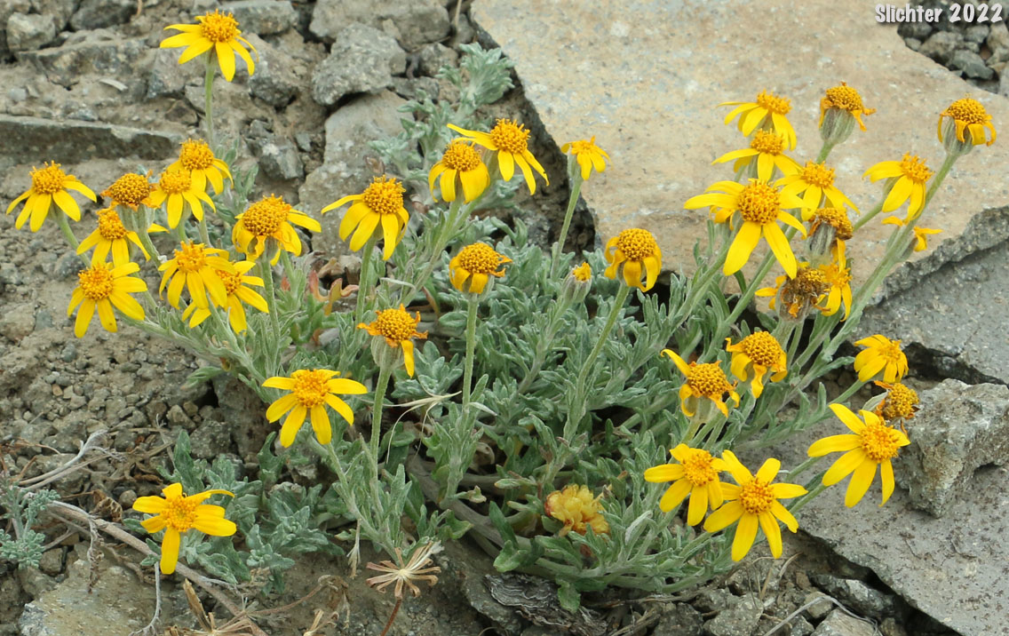 Common Eriophyllum, Common Woolly Sunflower, Oregon Sunshine, Woolly Sunflower: Eriophyllum lanatum var. integrifolium (Synonyms: Eriophyllum integrifolium, Eriophyllum lanatum var. monoense)