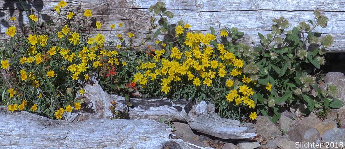 Common Eriophyllum, Woolly Sunflower, Common Woolly Sunflower: Eriophyllum lanatum var. lanatum