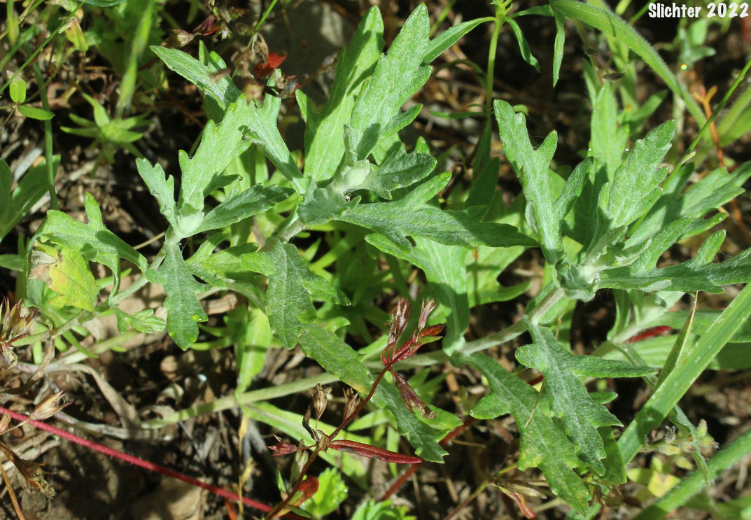 Leaves of Common Eriophyllum, Woolly Sunflower, Common Woolly Sunflower: Eriophyllum lanatum var. lanatum