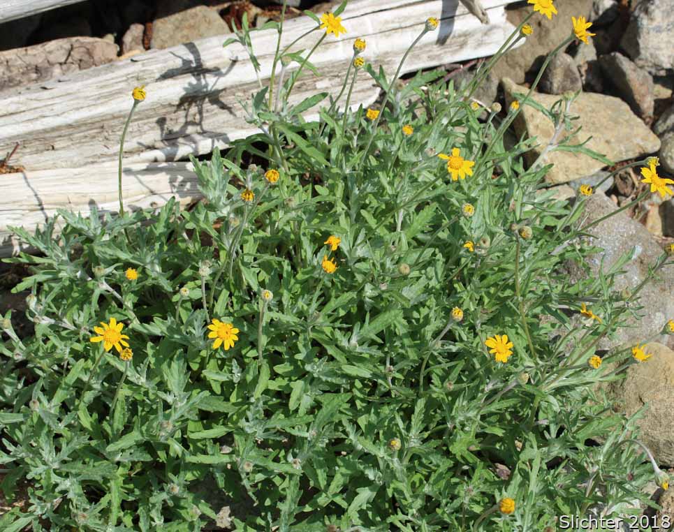Common Eriophyllum, Woolly Sunflower, Common Woolly Sunflower: Eriophyllum lanatum var. lanatum