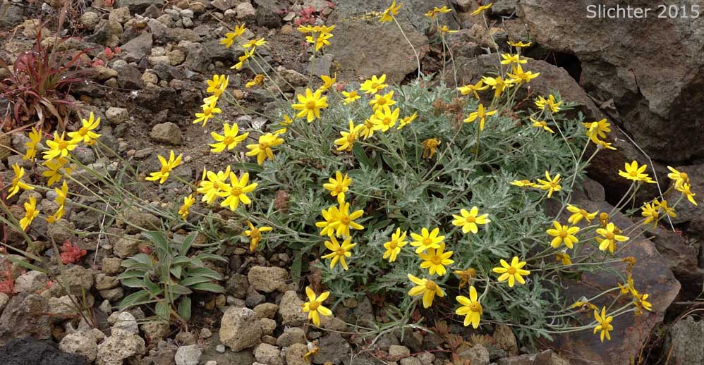 Woolly Sunflower, Oregon Sunshine, Eastern Woolly Sunflower: Eriophyllum lanatum var. leucophyllum (Synonym: Eriophyllum lanatum var. lanatum)