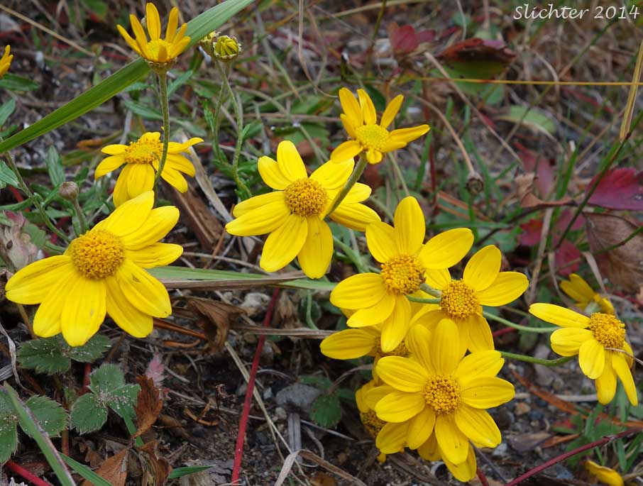 Common Eriophyllum, Woolly Sunflower, Common Woolly Sunflower: Eriophyllum lanatum var. lanatum
