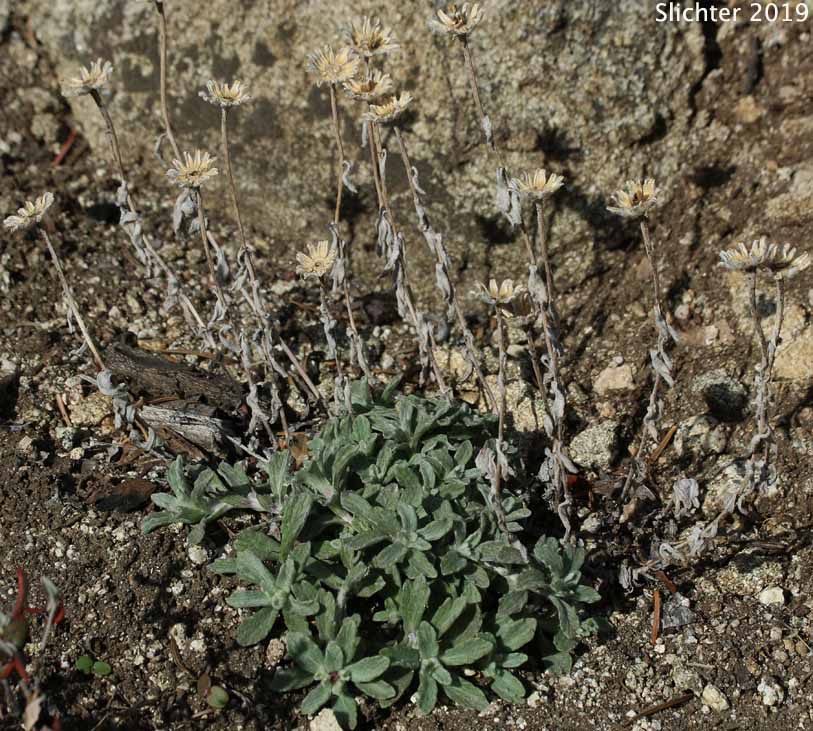 Common Woolly Sunflower, Lanceleaf Eriophyllum, Lance-leaved Woolly Sunflower: Eriophyllum lanatum var. lanceolatum