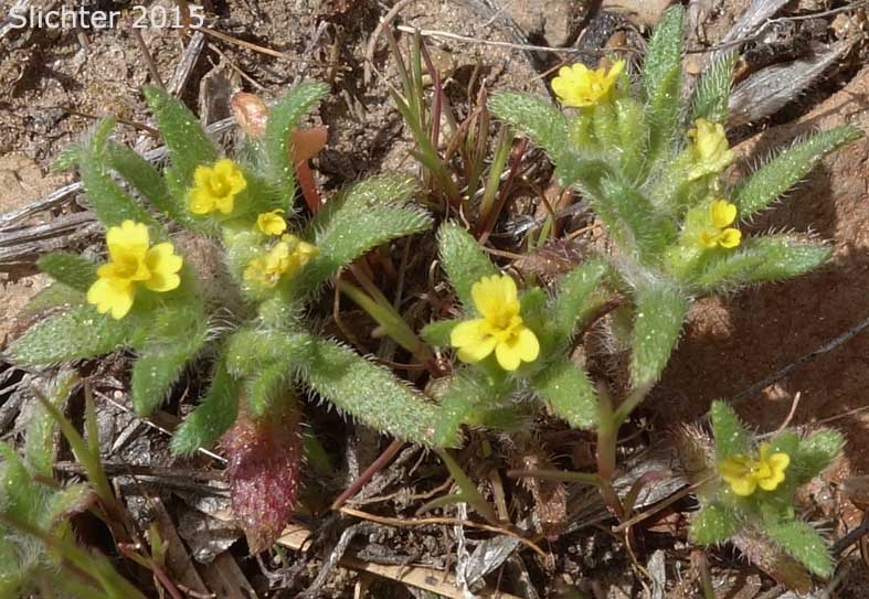 Least Tarweed, Smallhead Tarweed, Small-head Tarweed: Hemizonella minima (Synonyms: Hemizonia minima, Madia minima)