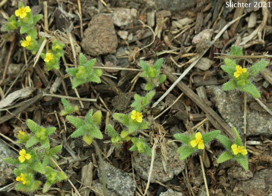 Least Tarweed, Smallhead Tarweed, Small-head Tarweed: Hemizonella minima (Synonyms: Hemizonia minima, Madia minima)