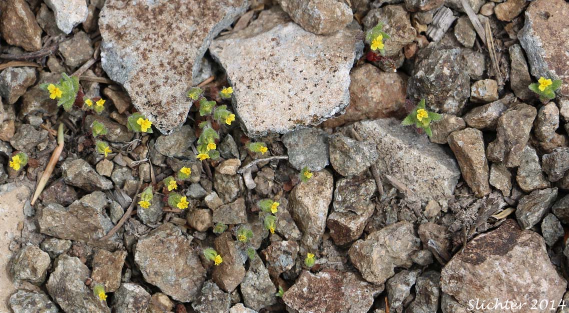 Least Tarweed, Smallhead Tarweed, Small-head Tarweed: Hemizonella minima (Synonyms: Hemizonia minima, Madia minima)