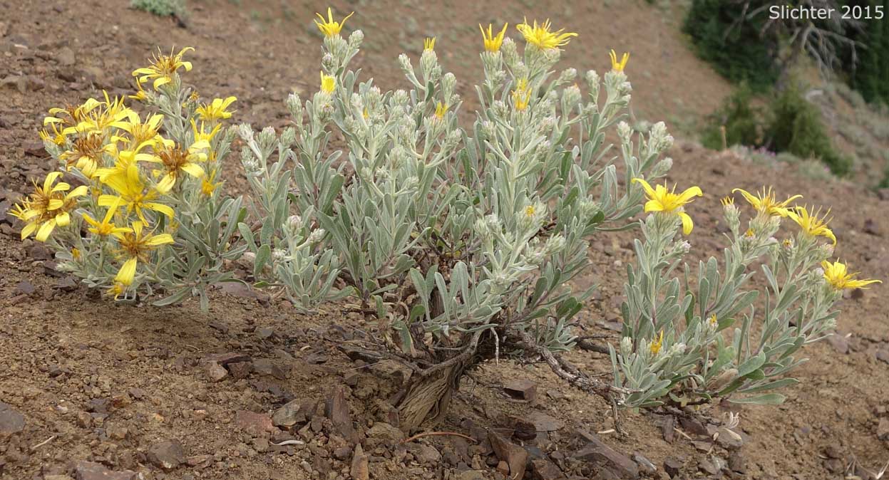 Hairy Goldaster, Hairy Goldenaster: Heterotheca villosa var. villosa (Synonyms: Chrysopsis mollis, Chrysopsis villosa var. foliosa, Chrysopsis villosa var. villosa, Heterotheca villosa var. foliosa)