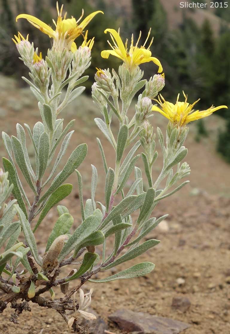 Hairy Goldaster, Hairy Goldenaster: Heterotheca villosa var. villosa (Synonyms: Chrysopsis mollis, Chrysopsis villosa var. foliosa, Chrysopsis villosa var. villosa, Heterotheca villosa var. foliosa)