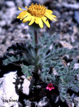 Dwarf Alpinegold, Dwarf Hulsea: Hulsea nana (Synonym: Hulsea nana var. larsenii)