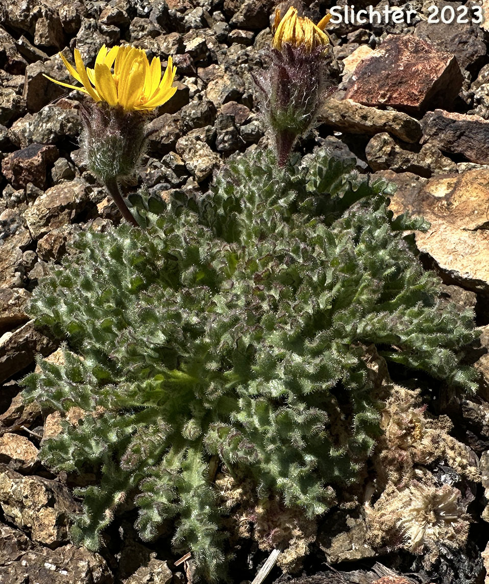 Dwarf Alpinegold, Dwarf Hulsea: Hulsea nana (Synonym: Hulsea nana var. larsenii)