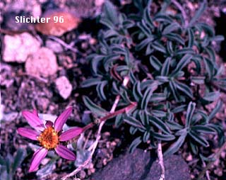 Hoary-aster, Hoary Aster: Dieteria canescens var. canescens (Synonyms: Aster canescens, Aster shastensis var. glossophyllus, Aster shastensis var. latifolius, Aster canescens var. viscosus, Machaeranthera canescens var. canescens, Machaeranthera canescens ssp. canescens, Machaeranthera shastensis var. glossophylla, Machaeranthera shastensis var. latifolia)