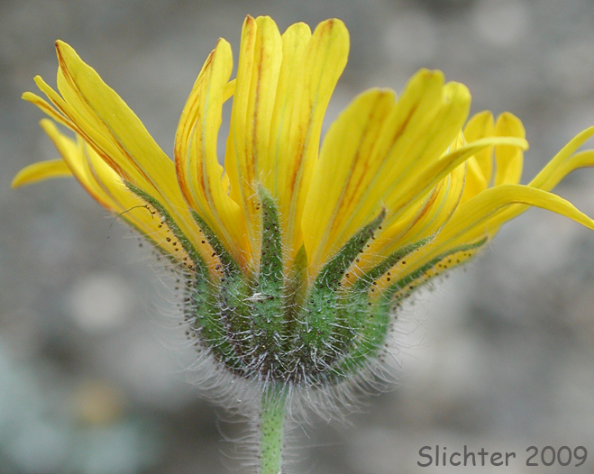 Autumn Showy Tarweed, Common Madia, Showy Tarweed: Madia elegans (Synonyms: Madia elegans ssp. densiflora, Madia elegans ssp. elegans, Madia elegans ssp. vernalis, Madia elegans var. densifolia, Madia elegans var. elegans)