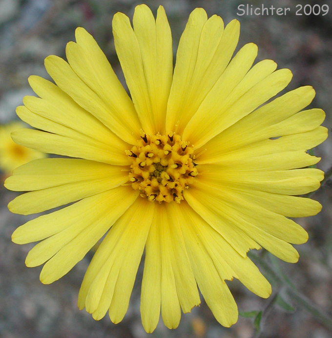 Autumn Showy Tarweed, Common Madia, Showy Tarweed: Madia elegans (Synonyms: Madia elegans ssp. densiflora, Madia elegans ssp. elegans, Madia elegans ssp. vernalis, Madia elegans var. densifolia, Madia elegans var. elegans)