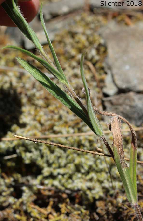 Stem leaves of Grassy Tarweed, Slender Tarweed, Common Tarweed, Grassy Tarplant: Madia gracilis (Synonyms: Madia gracilis ssp. gracilis, Madia dissitiflora)