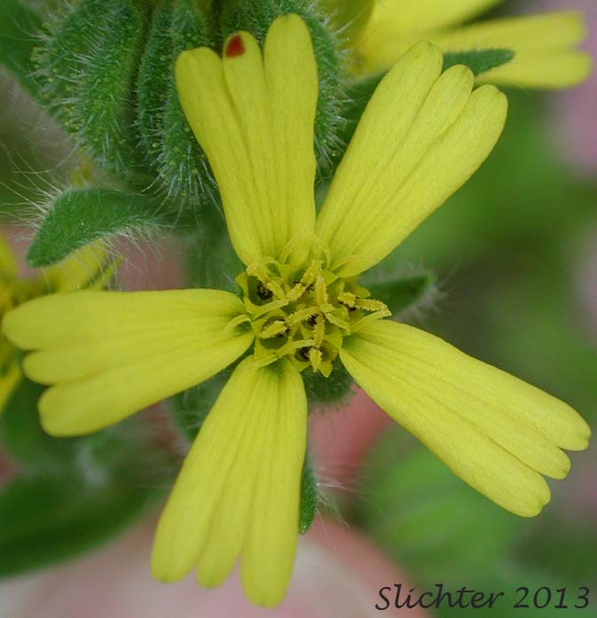 Grassy Tarweed, Slender Tarweed, Common Tarweed, Grassy Tarplant: Madia gracilis