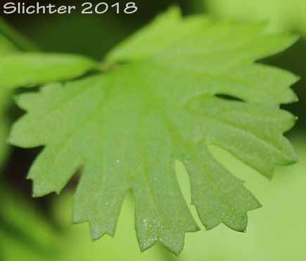 Stem leaf of Bolander's Groundsel, Harford's Groundsel, Harford's Ragwort: Packera bolanderi var. harfordii (Synonyms: Senecio bolanderi var. harfordii, Senecio harfordii)