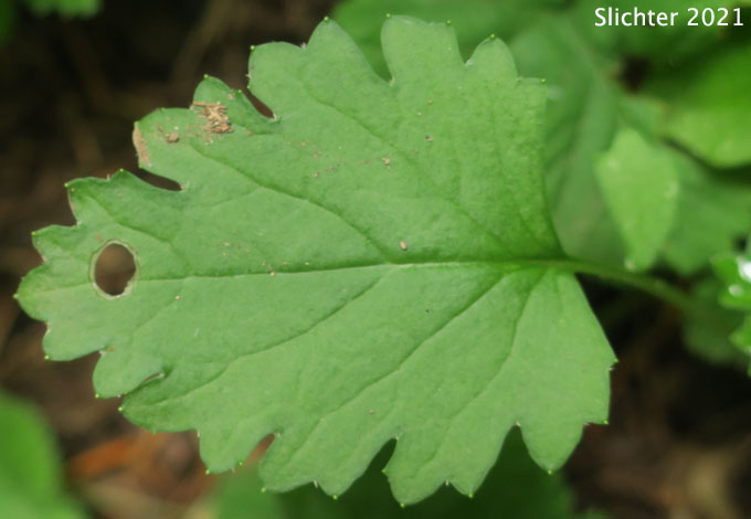 Leaf of Bolander's Groundsel, Harford's Groundsel, Harford's Ragwort: Packera bolanderi var. harfordii (Synonyms: Senecio bolanderi var. harfordii, Senecio harfordii)