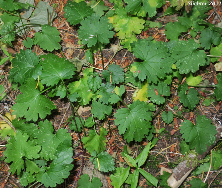 Bolander's Groundsel, Harford's Groundsel, Harford's Ragwort: Packera bolanderi var. harfordii (Synonyms: Senecio bolanderi var. harfordii, Senecio harfordii)