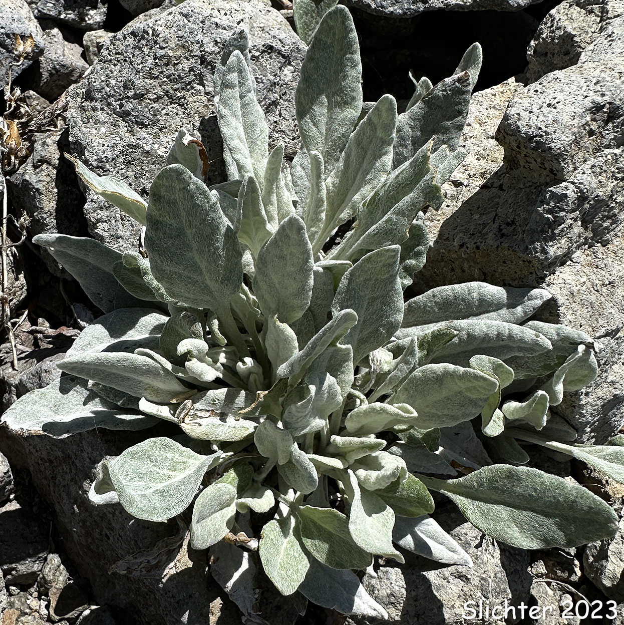 Basal leaf rosette of Tall Butterweed, Woolly Butterweed, Woolly Groundsel: Packera cana (Synonyms: Senecio canus, Senecio convallium, Senecio hallii, Senecio hallii var. discoidea, Senecio harbourii, Senecio howellii, Senecio purshianus)