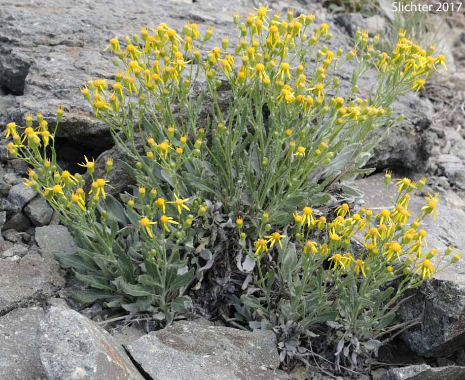 Tall Butterweed, Woolly Butterweed, Woolly Groundsel: Packera cana (Synonyms: Senecio canus, Senecio convallium, Senecio hallii, Senecio hallii var. discoidea, Senecio harbourii, Senecio howellii, Senecio purshianus)