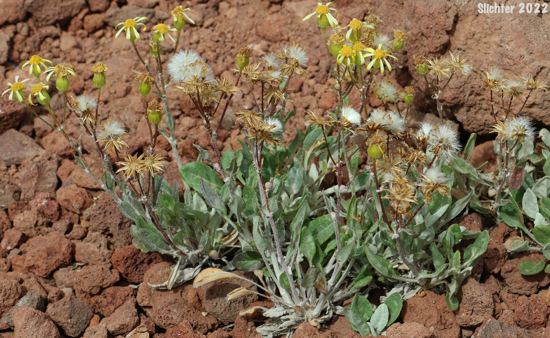 Tall Butterweed, Woolly Butterweed, Woolly Groundsel: Packera cana (Synonyms: Senecio canus, Senecio convallium, Senecio hallii, Senecio hallii var. discoidea, Senecio harbourii, Senecio howellii, Senecio purshianus)