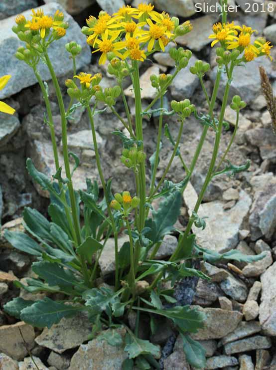 Alpine Meadow Butterweed, Alpine Meadow Groundsel, Cleftleaf Groundsel, Rocky Mountain Butterweed, Rocky Mountain Groundsel: Packera streptanthifolia (Synonyms: Packera cymbalarioides (nom. illeg.), Senecio cymbalarioides, Packera oodes, Packera streptanthifolia var. rubricaulis, Packera streptanthifolia var. streptanthifolia, Senecio acutidens, Senecio adamsii, Senecio aureus var. borealis, Senecio cymbalarioides (nom. illeg.), Senecio cymbalarioides var. borealis, Senecio cymbalarioides var. cymbalarioides, Senecio cymbalarioides var. suksdorfii, Senecio fulgens, Senecio jonesii, Senecio laetiflorus, Senecio leonardii, Senecio longipetiolatus, Senecio oodes, Senecio pammelii, Senecio platylobus, Senecio rubricaulis, Senecio streptanthifolia var. streptanthifolia, Senecio streptanthifolius, Senecio streptanthifolius var. borealis, Senecio streptanthifolius var. kluanei, Senecio streptanthifolius var. laetiflorus, Senecio streptanthifolius var. oodes, Senecio streptanthifolius var. rubricaulis, Senecio streptanthifolius var. wallowensis, Senecio subcuneatus, Senecio suksdorfii, Senecio wardii)