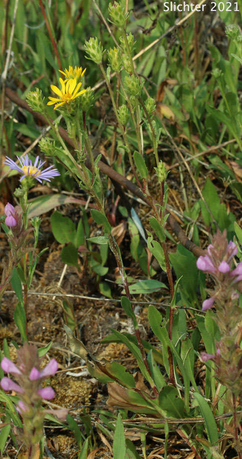 Clustered Goldenweed, Racemed Goldenweed, Racemose Goldenweed: Pyrrocoma racemosa var. racemosa (Synonyms: Haplopappus racemosus ssp. racemosus, Haplopappus racemosus var. racemosus)