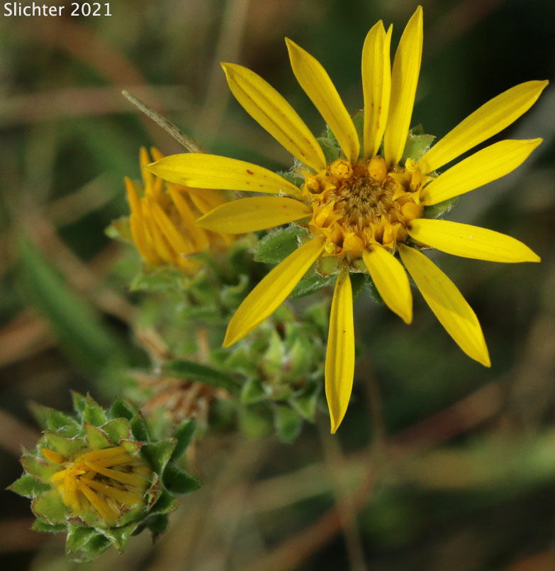 Clustered Goldenweed, Racemed Goldenweed, Racemose Goldenweed: Pyrrocoma racemosa var. racemosa (Synonyms: Haplopappus racemosus ssp. racemosus, Haplopappus racemosus var. racemosus)