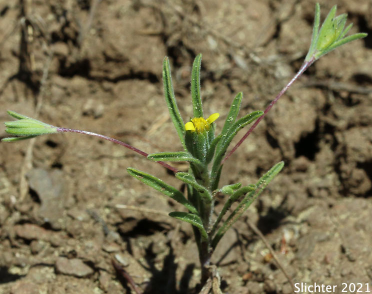 Bristlehead, Bristle Head, False Wireweed, Wireweed: Rigiopappus leptocladus