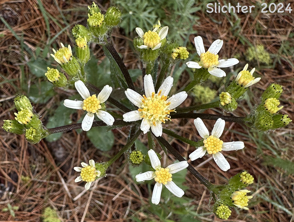 Inflorescence of Paleyellow Ragwort, Western Groundsel, White Western Groundsel: Senecio integerrimus var. ochroleucus (Synonyms: Senecio integerrimus ssp. ochroleucus, Senecio lugens var. ochroleuchus)