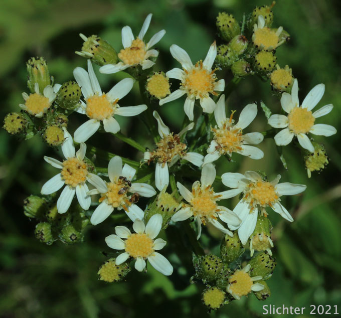 Inflorescence of Paleyellow Ragwort, Western Groundsel, White Western Groundsel: Senecio integerrimus var. ochroleucus (Synonyms: Senecio integerrimus ssp. ochroleucus, Senecio lugens var. ochroleuchus)