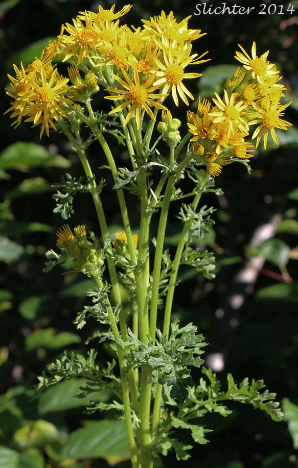 Tansy Ragwort, Stinking Willie: Senecio jacobaea