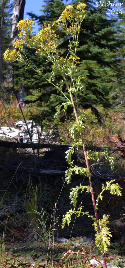 Upper stem leaves and inflorescence of Tansy Ragwort, Stinking Willie: Senecio jacobaea
