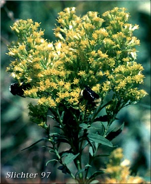 Canada Goldenrod, Meadow Goldenrod, Rocky Mountains Canada Goldenrod, Rocky Mountain Goldenrod, Rough Canada Goldenrod: Solidago lepida var. salebrosa (Synonym: Solidago canadensis ssp. elongata, Solidago canadensis ssp. salebrosa, Solidago canadensis var. salebrosa , Solidago dumetorum, Solidago elongata, Solidago lepida var. fallax)