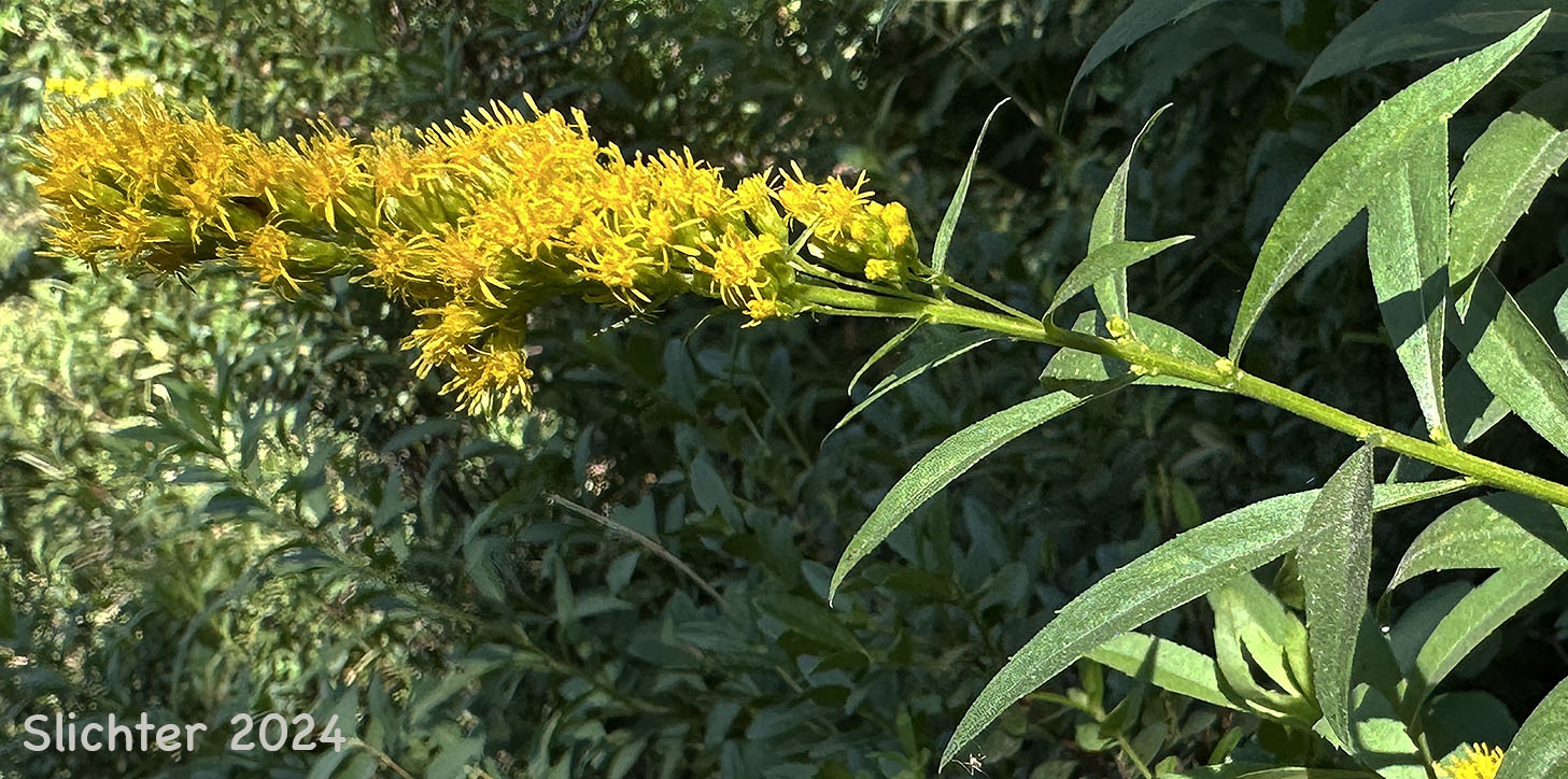 Narrow Goldenrod, West Coast Goldenrod: Solidago elongata (Synonyms: Solidago canadensis ssp. elongata, Solidago canadensis var. elongata, Solidago canadensis var. salebrosa, Solidago lepida)