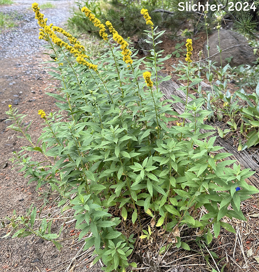 Narrow Goldenrod, West Coast Goldenrod: Solidago elongata (Synonyms: Solidago canadensis ssp. elongata, Solidago canadensis var. elongata, Solidago canadensis var. salebrosa, Solidago lepida)