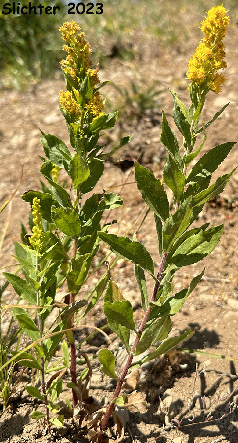 Narrow Goldenrod, West Coast Goldenrod: Solidago elongata (Synonyms: Solidago canadensis ssp. elongata, Solidago canadensis var. elongata, Solidago canadensis var. salebrosa, Solidago lepida)