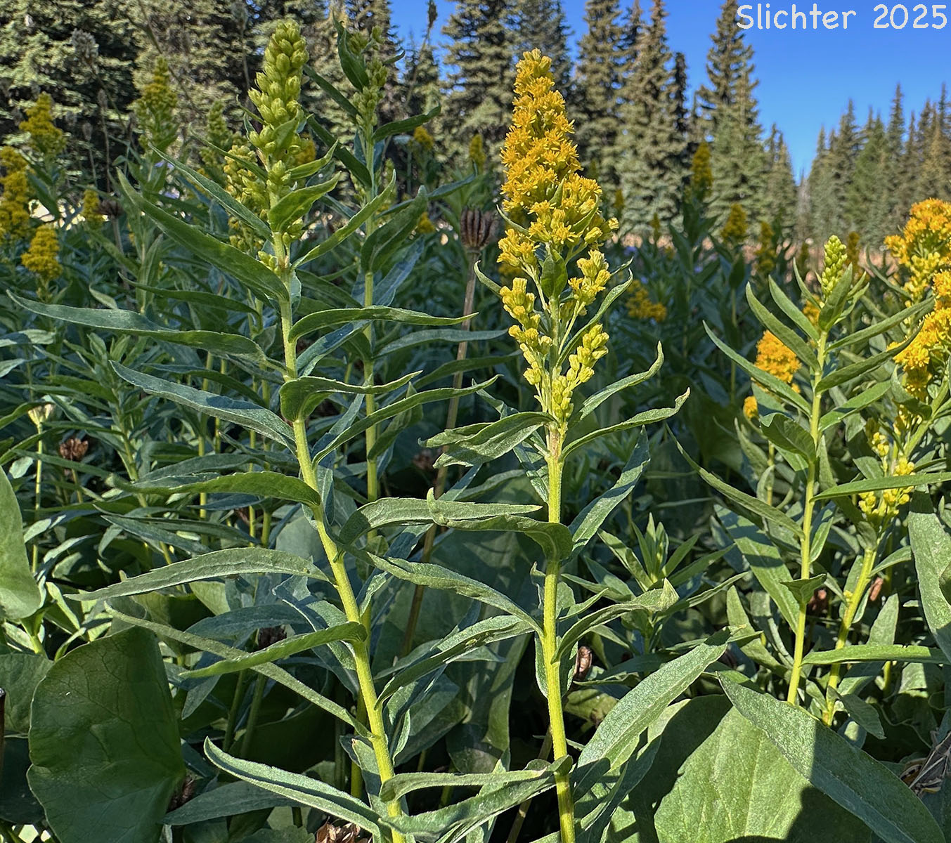 Narrow Goldenrod, West Coast Goldenrod: Solidago elongata (Synonyms: Solidago canadensis ssp. elongata, Solidago canadensis var. elongata, Solidago canadensis var. salebrosa, Solidago lepida)